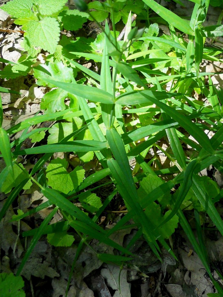 Rabelera holostea (=Stellaria holostea) / Centocchio garofanina